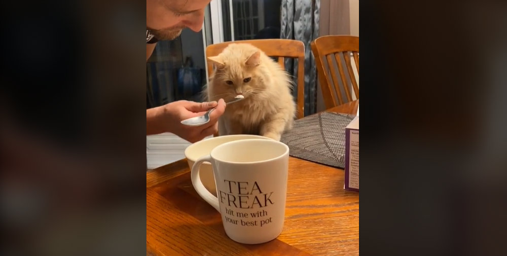 Gato prueba helado por primera vez y su reacción se hace viral