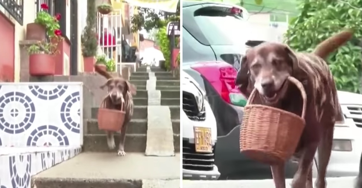 Le roban su canasta a perrito que repartía pedidos