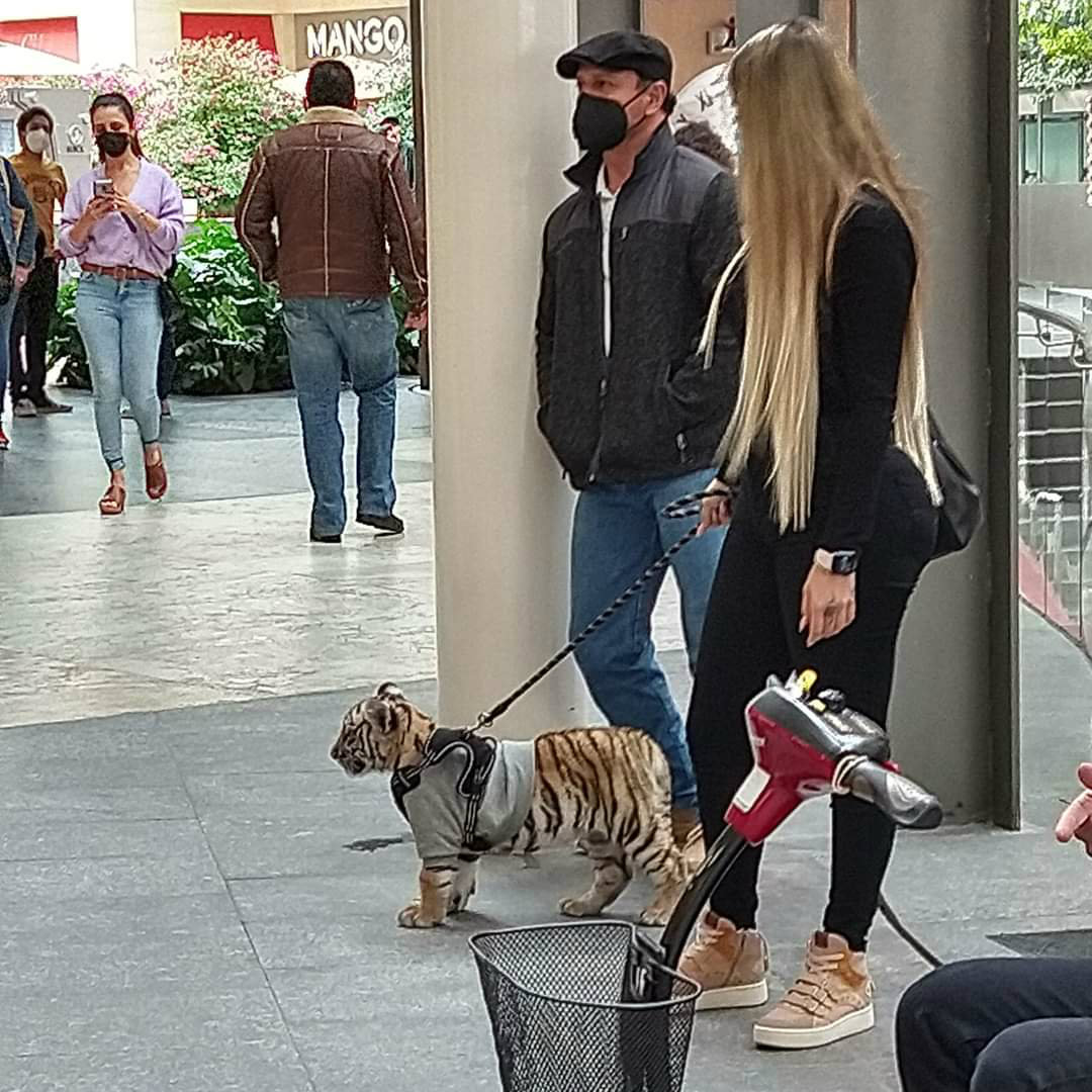 Exhiben a mujer paseando un tigre en un centro comercial