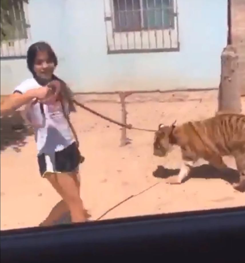 Joven pasea a su tigre como si fuera un perro en Sinaloa