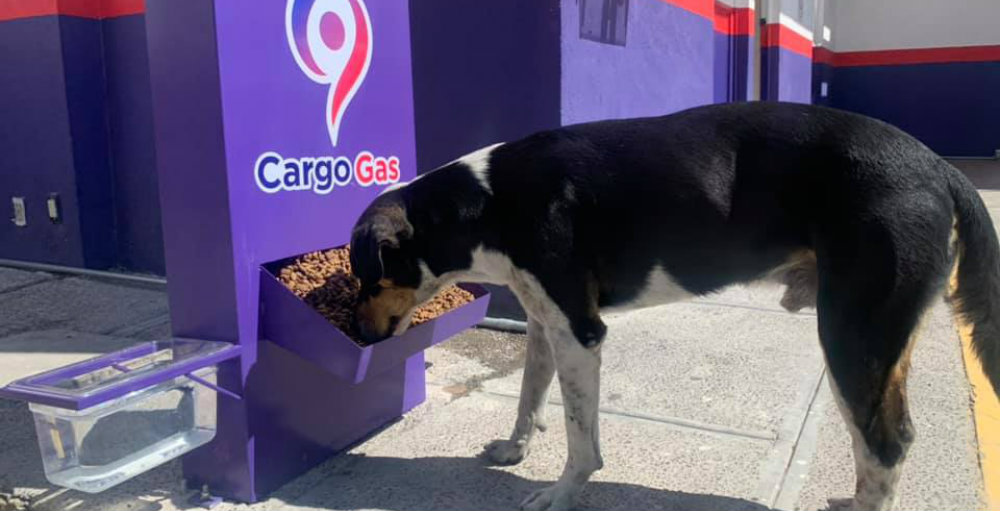 Gasolinera pone dispensadores de agua y comida para perritos callejeros