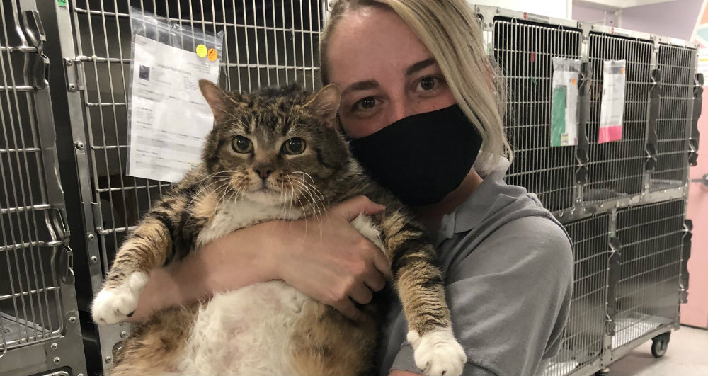 Familia abandona a gatita por subir de peso en la cuarentena