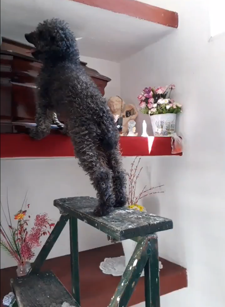 Perrito sigue visitando la tumba de su dueña a 4 años de su muerte