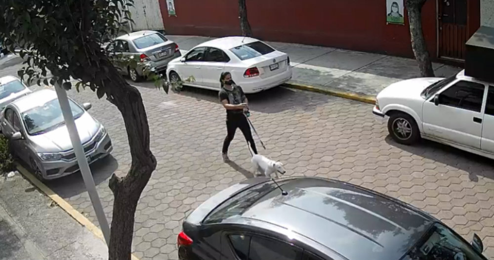 Conductor atropella a joven que paseaba a su perro y se da a la fuga