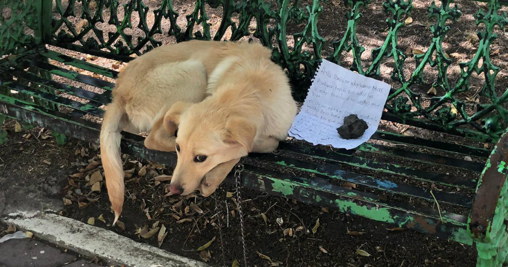 Abandona a su perrito en un parque porque su familia lo maltrataba