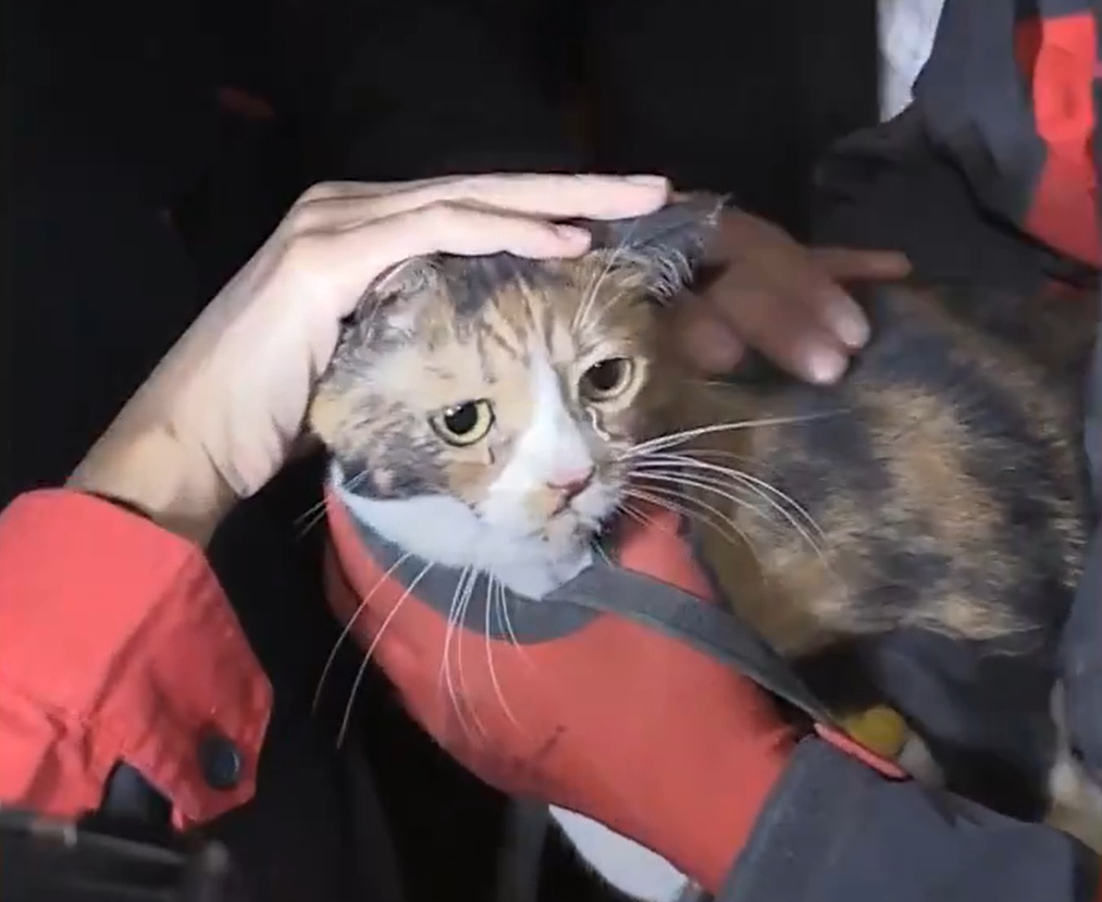Perro rescata a un gato de los escombros tras sismo en Turquía