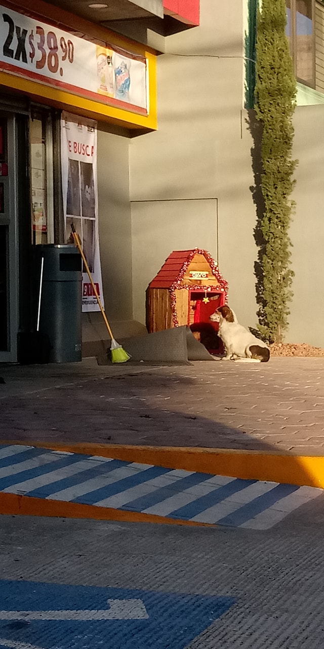 Empleados adoptan a perrito y le ponen un mini Oxxo para que duerma
