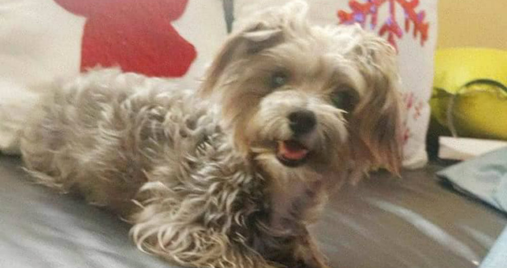 Ofrecen 50 mil pesos de recompensa por Blacky, un perrito perdido