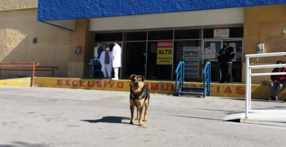'Covito', el perro que espera a su amo fallecido por COVID-19 afuera de hospital