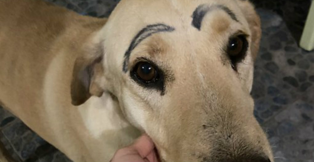 Perrito se escapa de su casa y regresa con las cejas pintadas