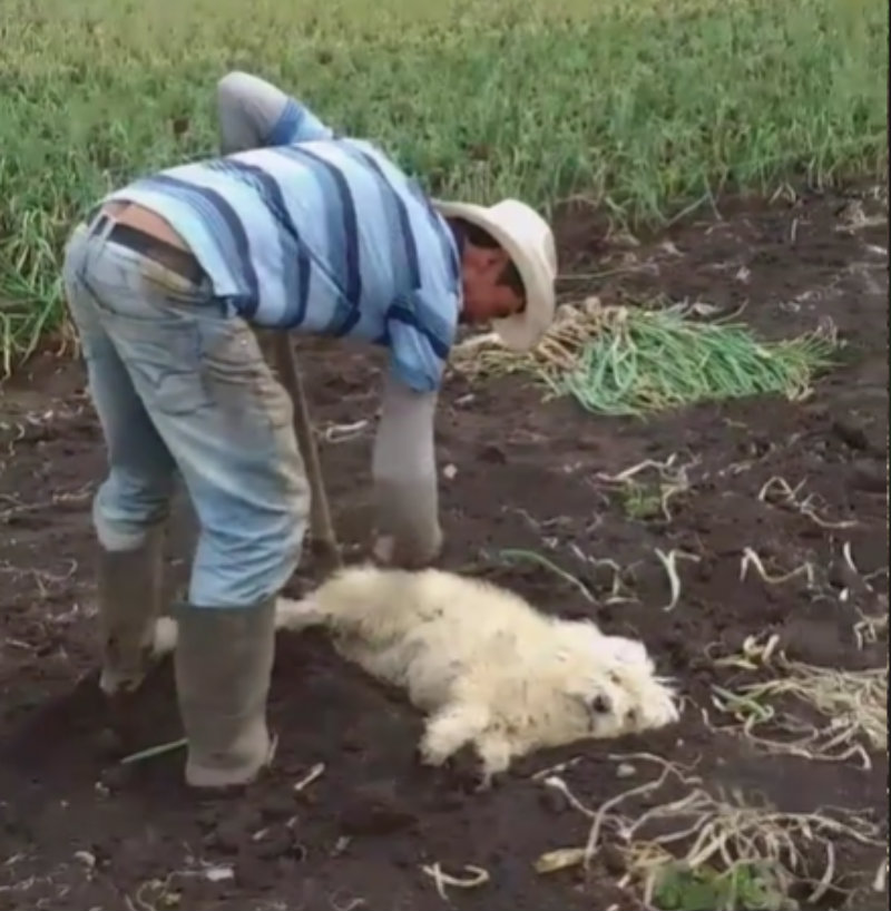 Tiktoker causa polémica por enterrar vivo a su perrito