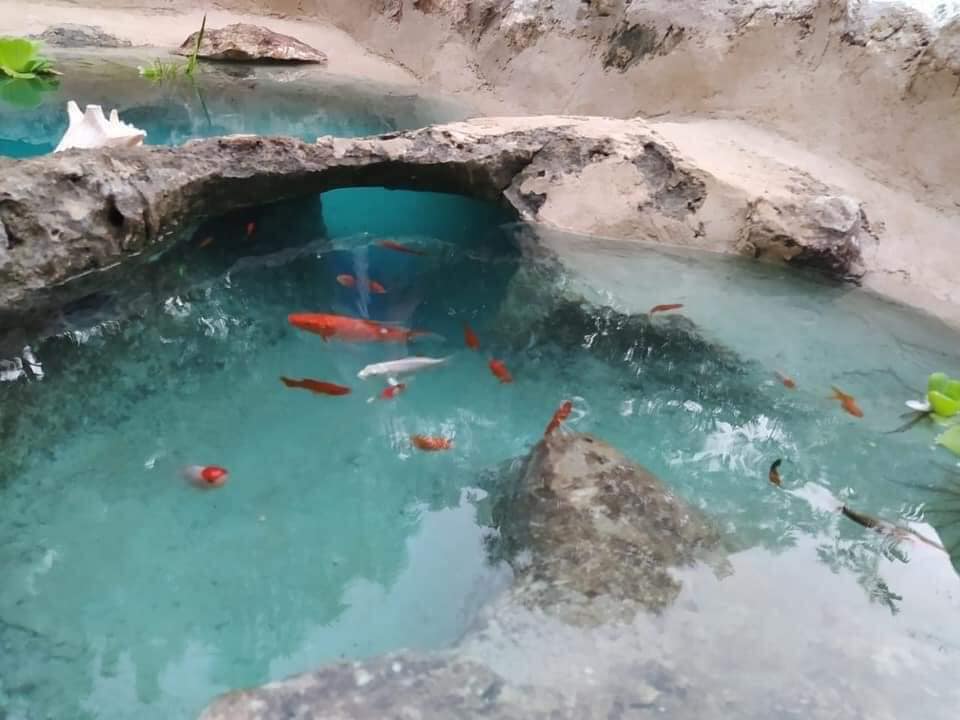 Jóvenes yucatecos recrean un cenote en el patio de su casa
