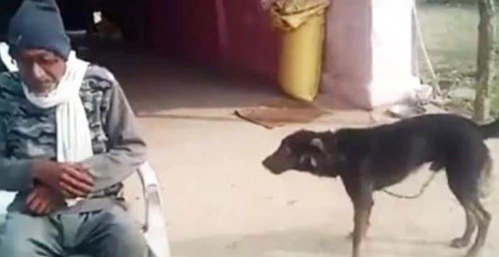 Abuelito le hereda sus bienes a su perro porque lo cuidó más que sus hijos