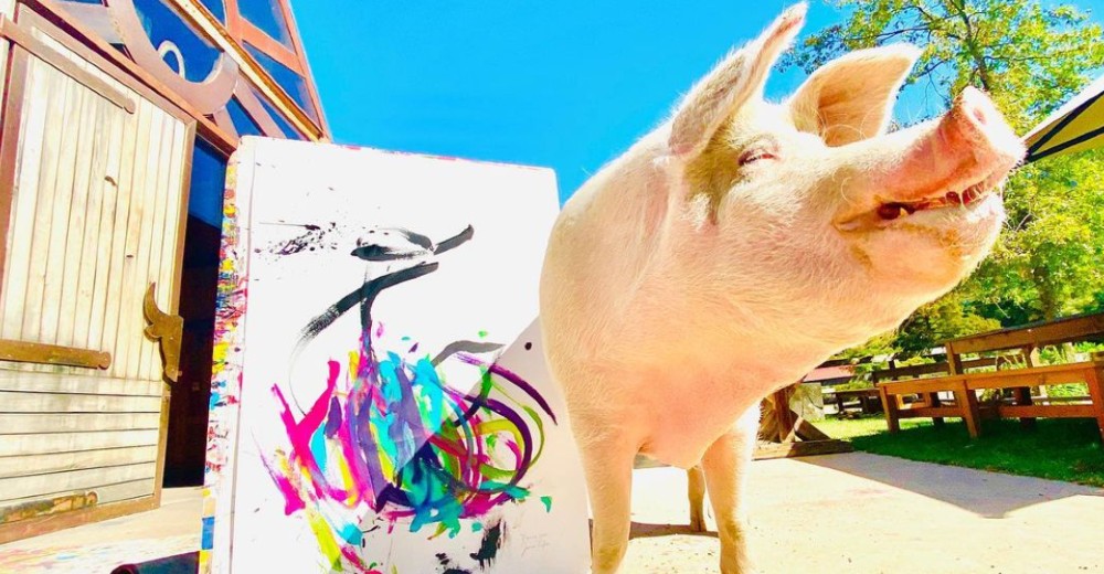 Pigcasso, el cerdito que pinta obras valuadas en miles de dólares