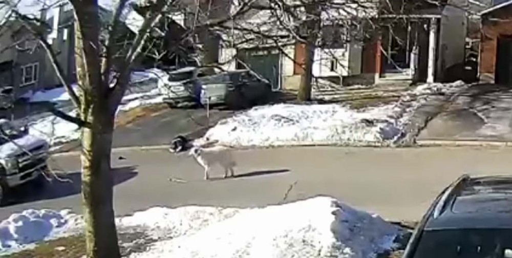 Perrita detiene el tránsito para salvar la vida de su dueña