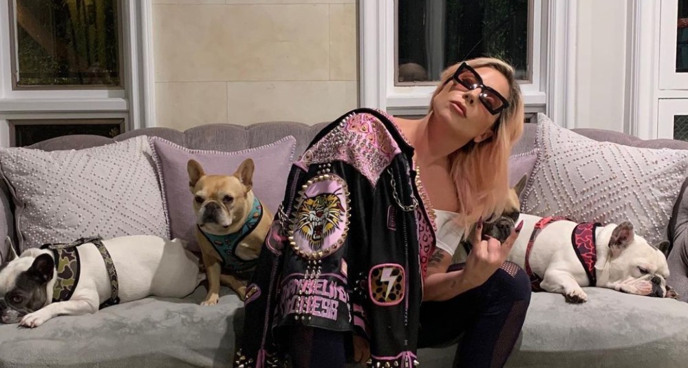 Lady Gaga se niega a pagar la recompensa que ofreció por sus perritos