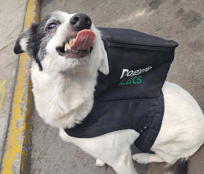 Perrita reparte comida para ayudar a su refugio de animales