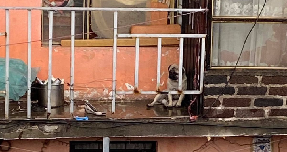 Indigna video de familia que dejó a su perrito afuera mientras llovía