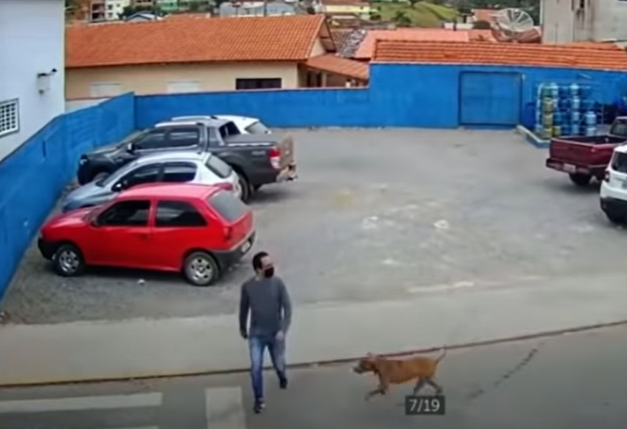 Perrito 'atropella' a un peatón que intentaba cruzar la calle