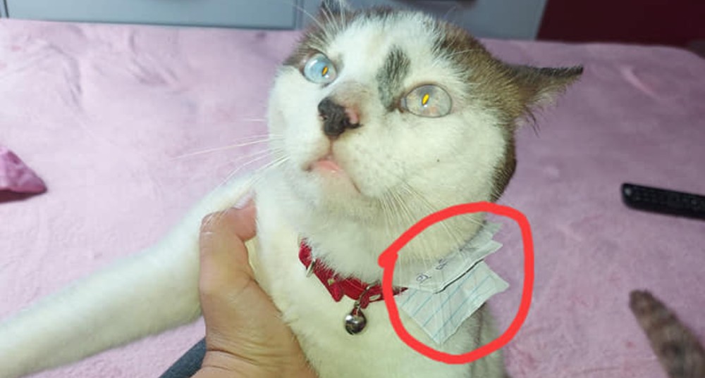 Le compra un collar a su gato y descubre que tiene otra familia