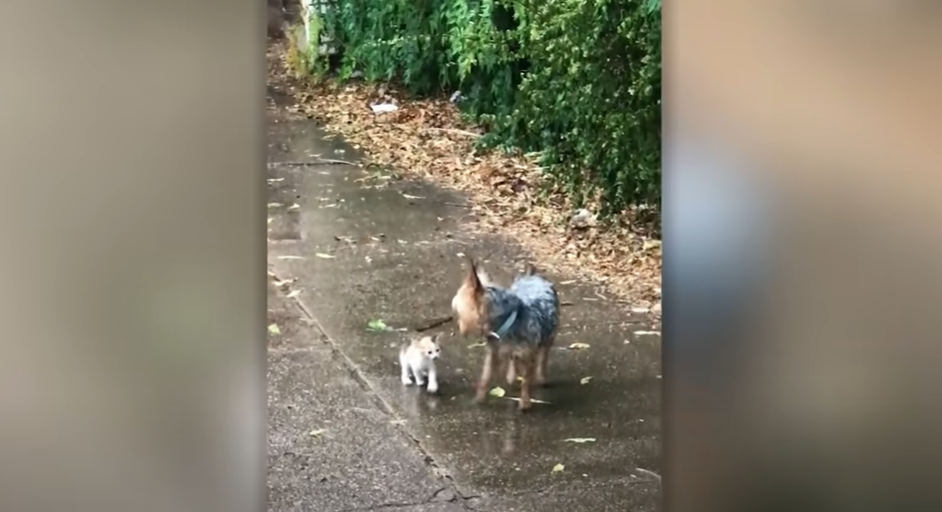 Perro rescata a gato bebé de la lluvia y lo lleva a su casa