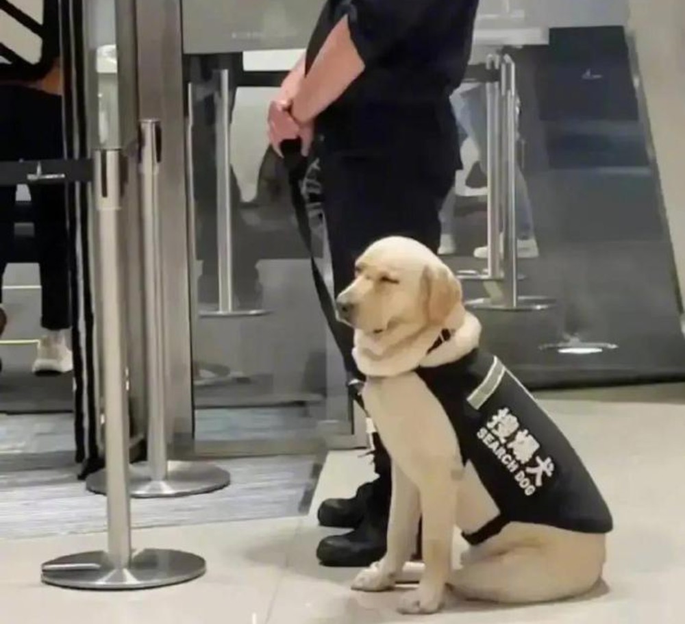 Captan a perrito policía durmiéndose en horario laboral