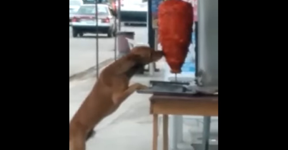 Perrito le da mordida a trompo de pastor en un puesto de tacos