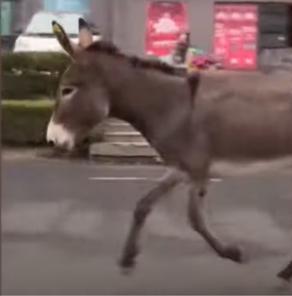 Burro escapa de un restaurante en China donde se lo iban a comer