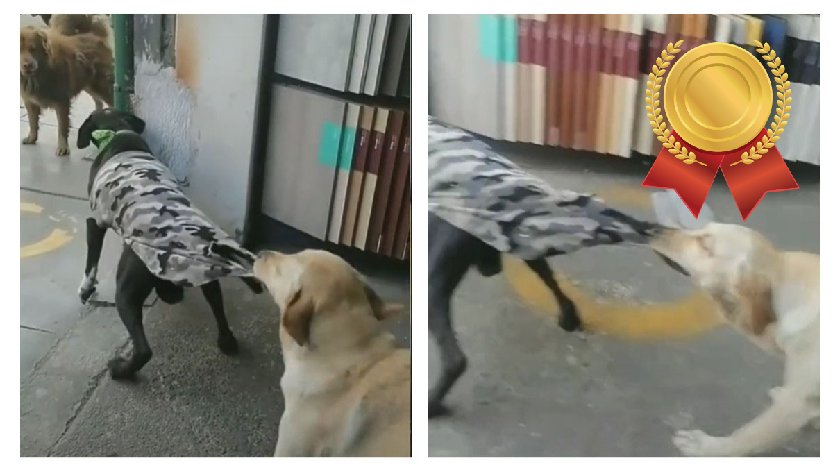 Piden el Nobel de la Paz para perrito que detuvo a su amigo y evitó una pelea