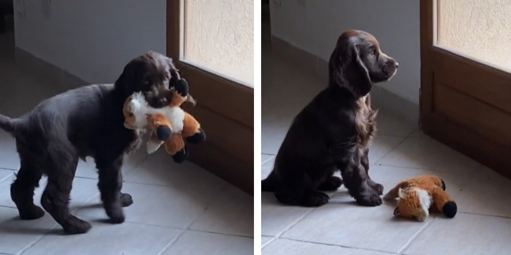 Perrito emocionado cree que saldrá de paseo, pero le cierran la puerta