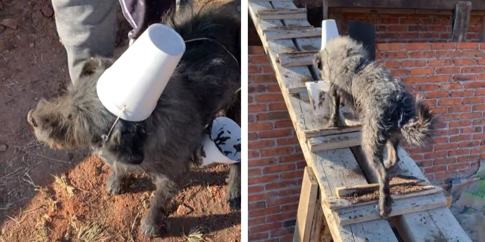 "Sin miedo al éxito", perrito albañil se gana las croquetas en una obra