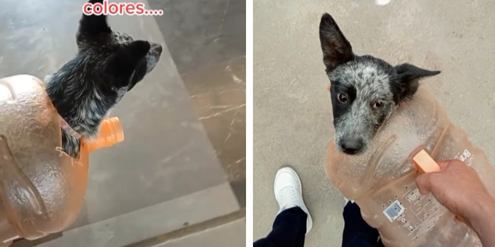 Perrita viaja adentro de un garrafón en el Metro de CDMX y se hace viral