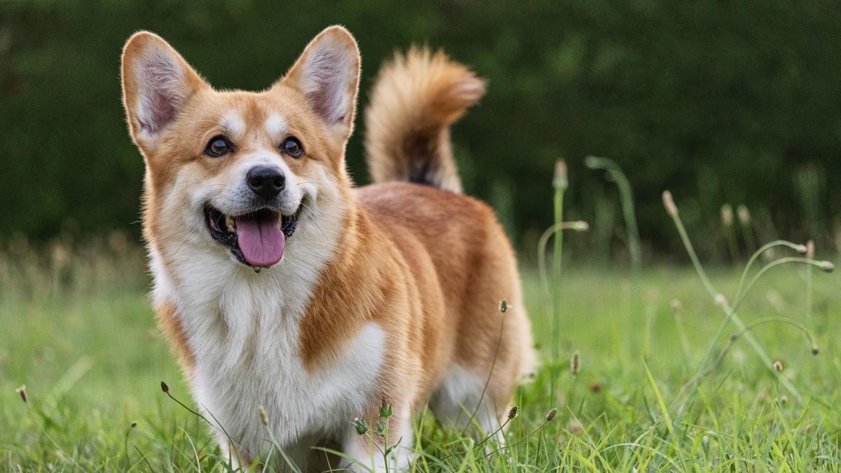 Un simpático perrito de raza corgi conquista las redes con su talento para patinar