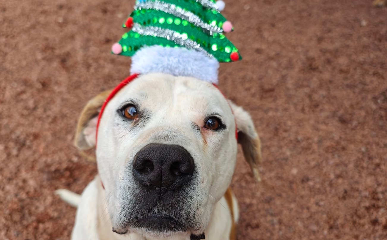 Organizan colecta para la cena navideña de más de 300 perritos y gatitos de un refugio