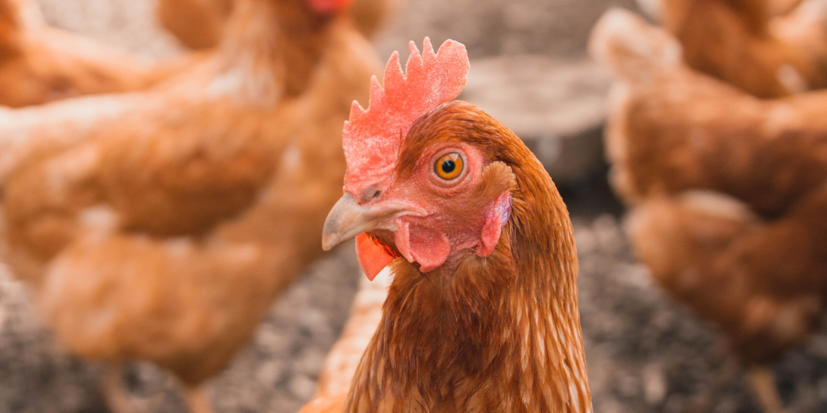 Pánico en la India: video de gallinas muertas que escupen fuego da la vuelta al mundo