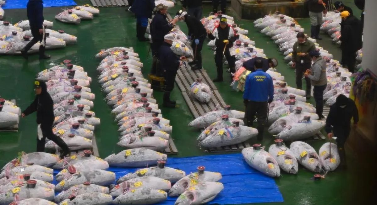 ¿Por qué pagaron US$ 1,3 millones por un solo atún rojo en Tokio?