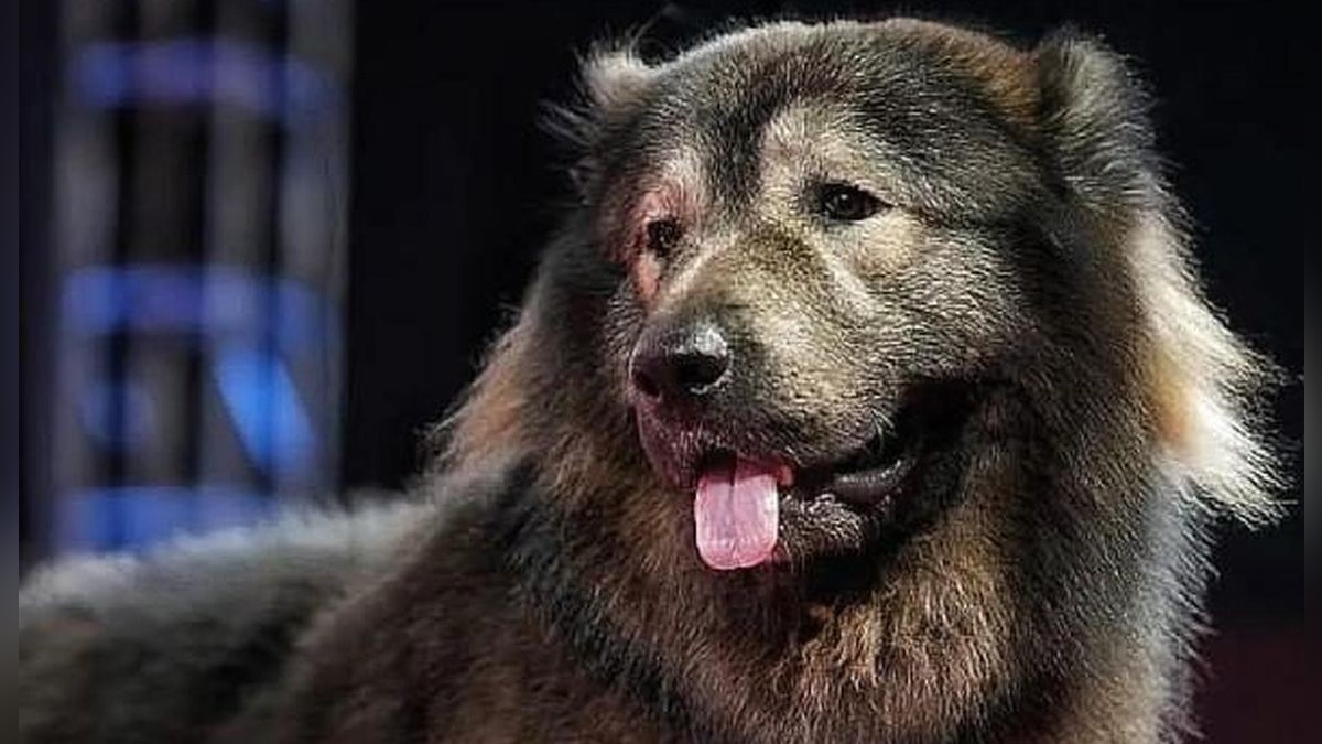 ¿Por qué Cadabomb Okami es considerado el perro más caro y raro del mundo?