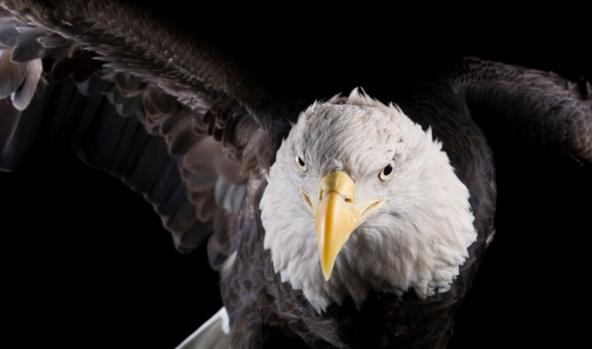 Conoce a los fieles animales que permanecen juntos en pareja toda su vida