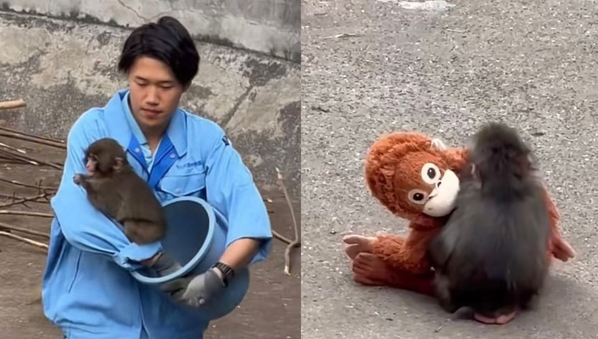 Quién es Kosuke Shikano, el cuidador que salvó al mono Punch