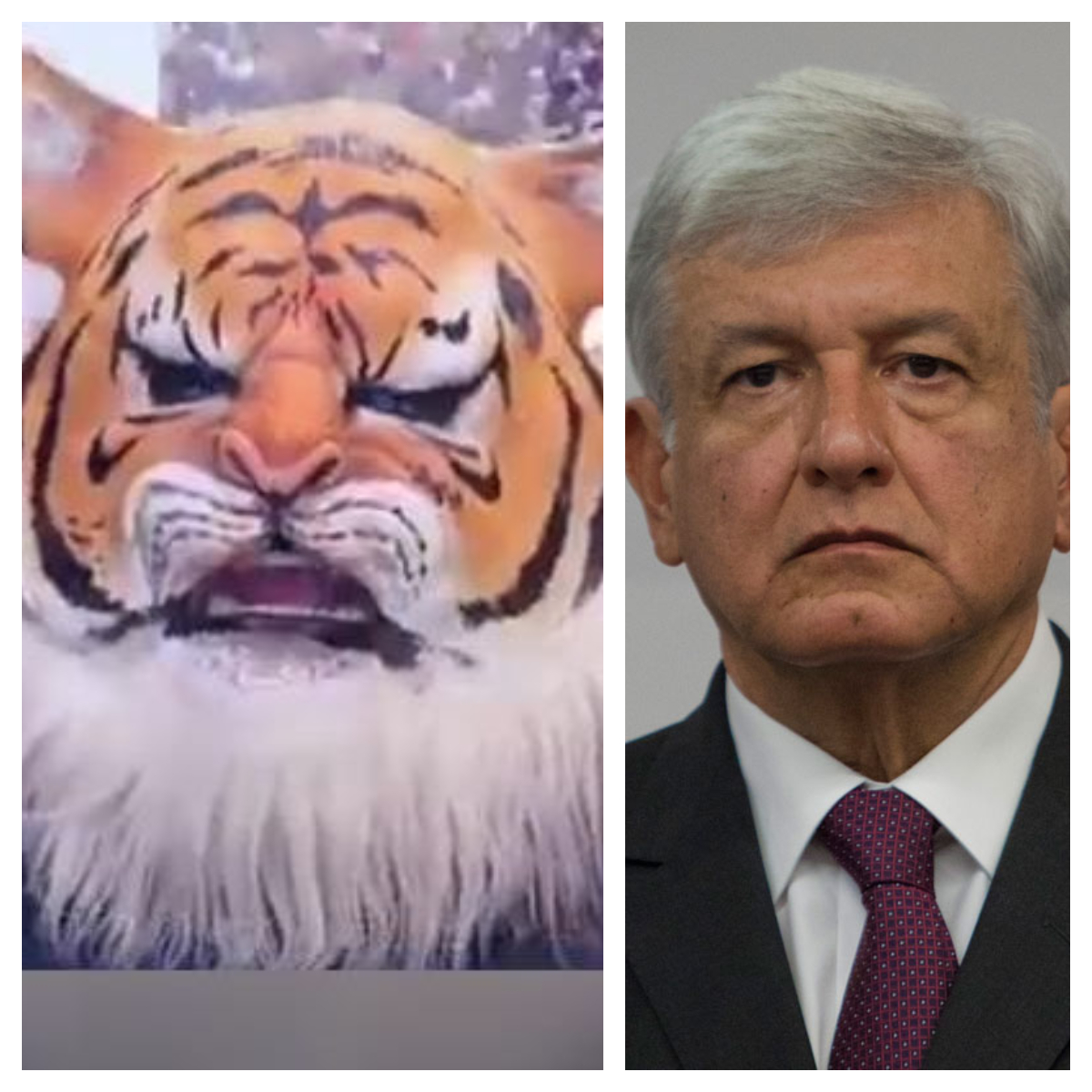 #SeasMamón ‘Sueltan al tigre’ de AMLO y todo se descontrola
