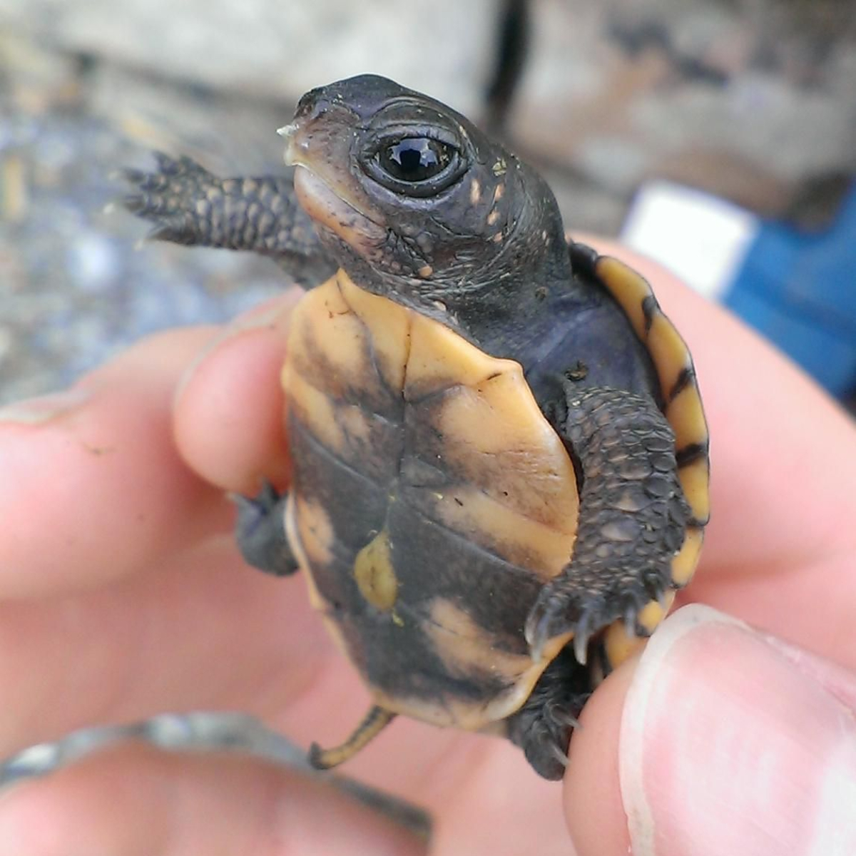 La nueva tortuga mexicana se encuentra en peligro de extinción