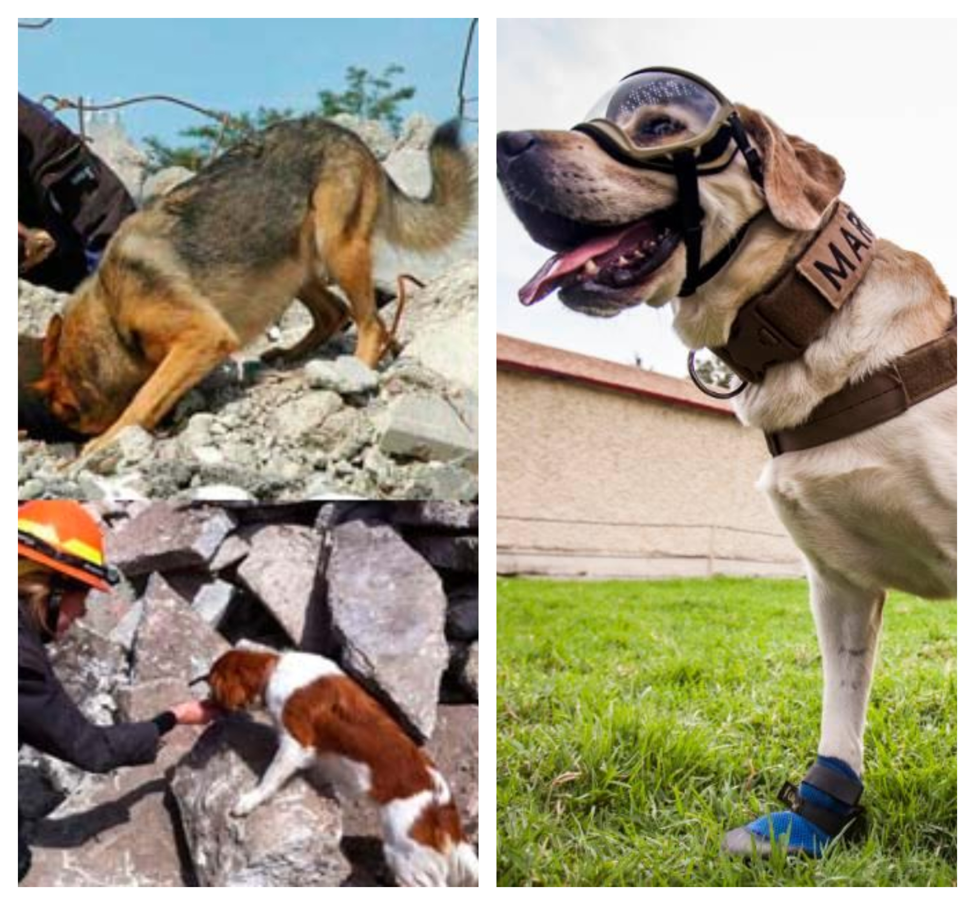 México envía perros rescatistas a Guatemala