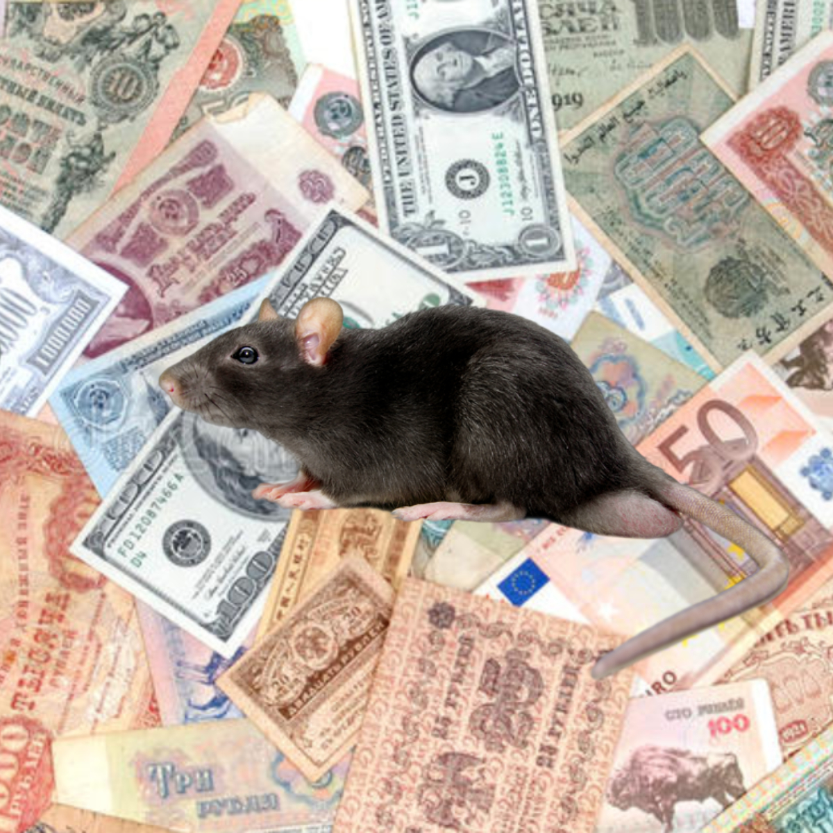 Una rata se mete a un cajero y se come 350 mil pesos