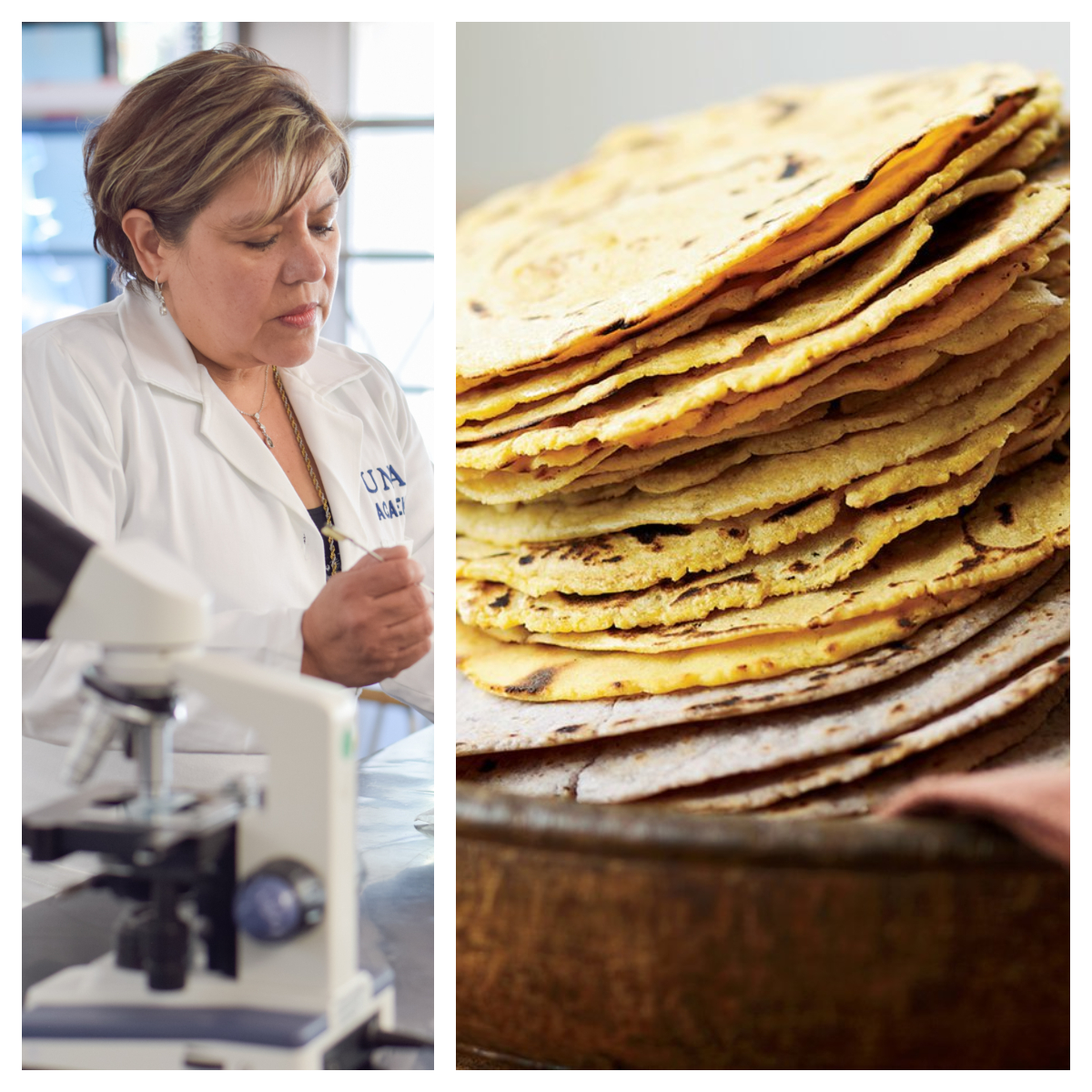 #Milagro La UNAM creó una tortilla que combate la diabetes y obesidad
