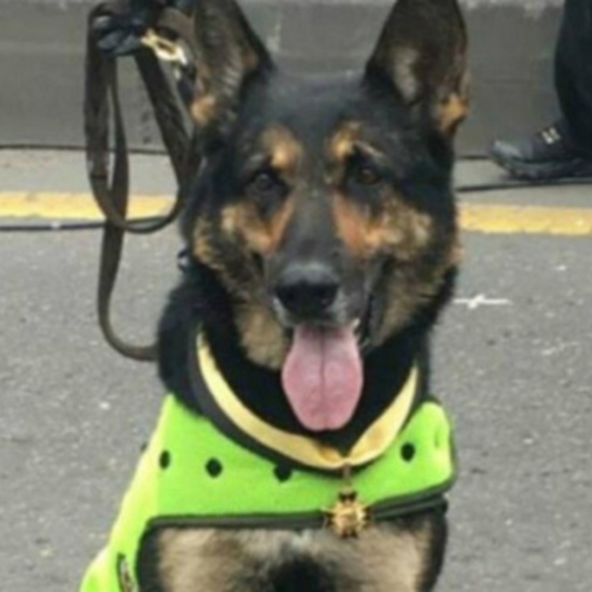 Cártel ofrece millonaria recompensa por acabar con su mayor enemigo: un perro