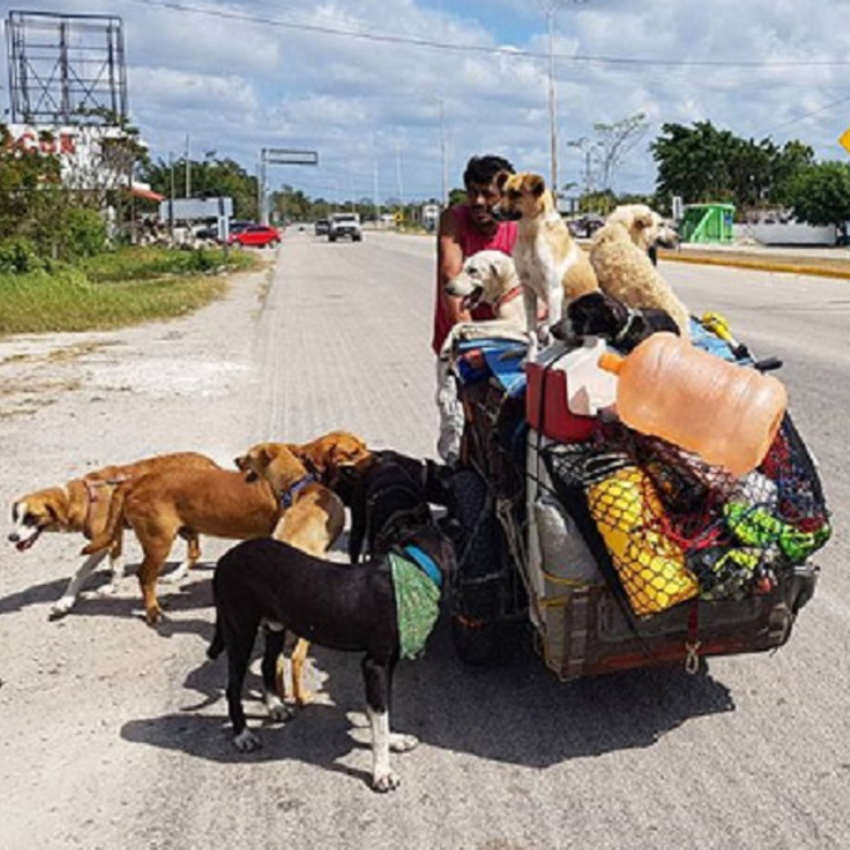 #Héroe: El mexicano que recorre el país rescatando perritos abandonados