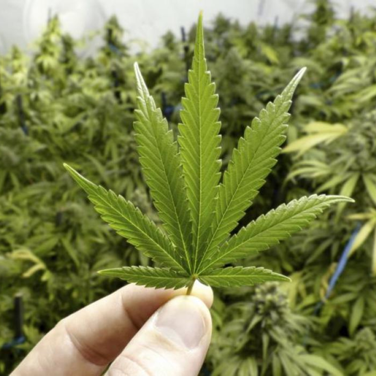 Componente de la marihuana podría ser considerado suplemento alimenticio en México