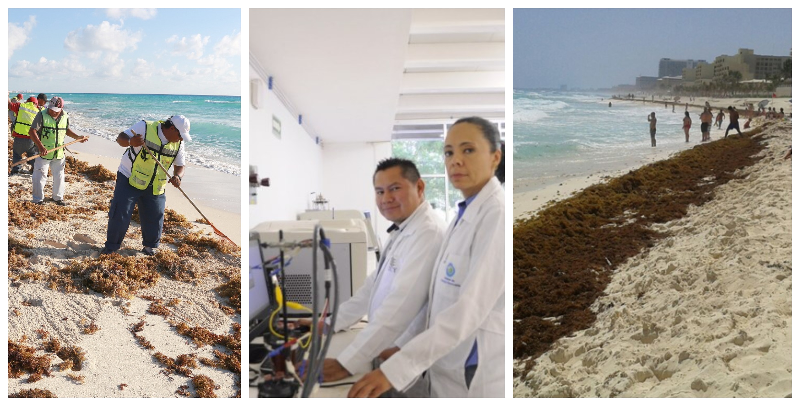 Científicos mexicanos convierten sargazo en combustible