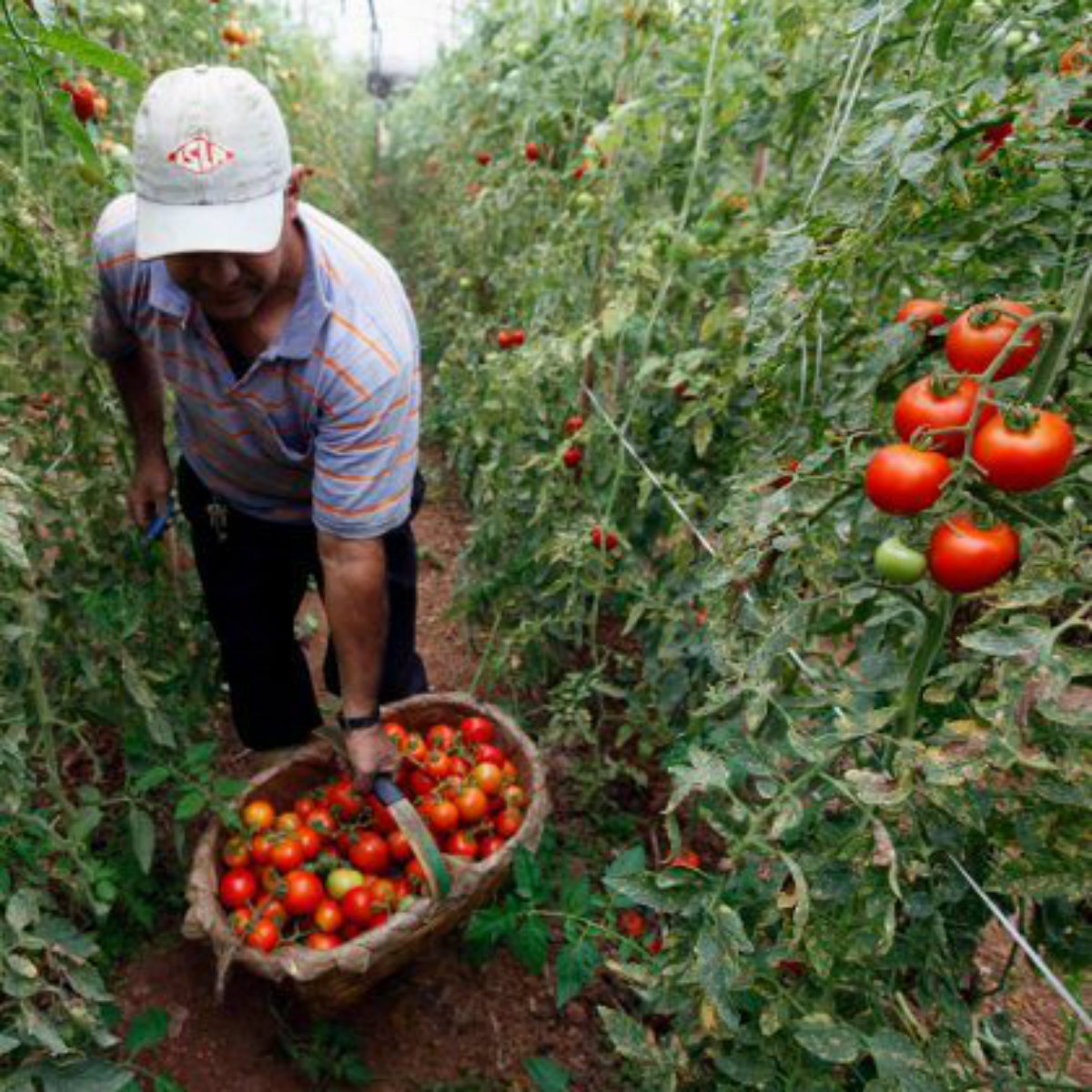 Los efectos negativos que tendría el cobro de aranceles a jitomates mexicanos