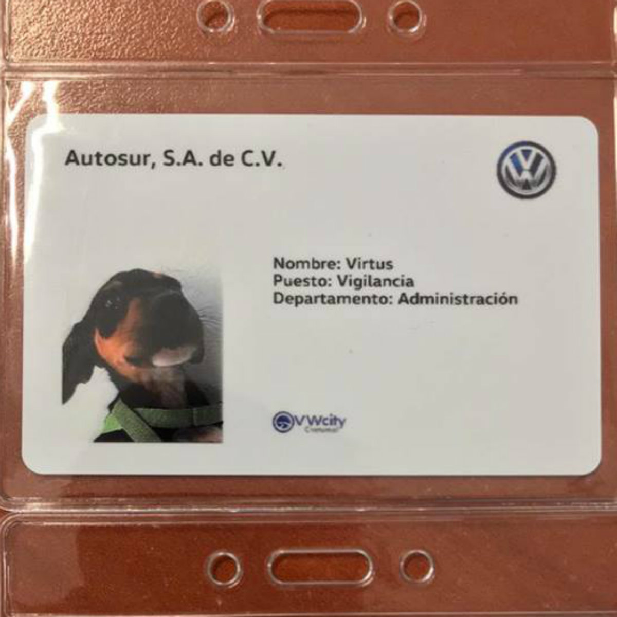 Empresa de automóviles rescata y da trabajo a dos perritos de la calle